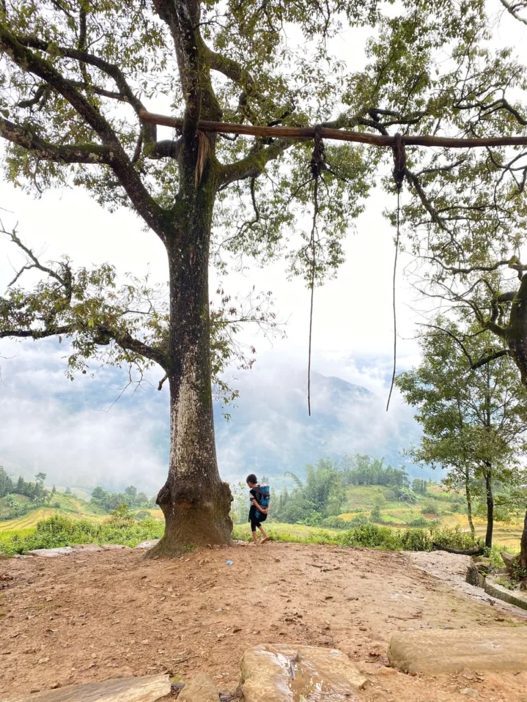 Cây Dẻ Sồi vẫn sừng sừng ngắm nhìn những đứa trẻ lớn lên