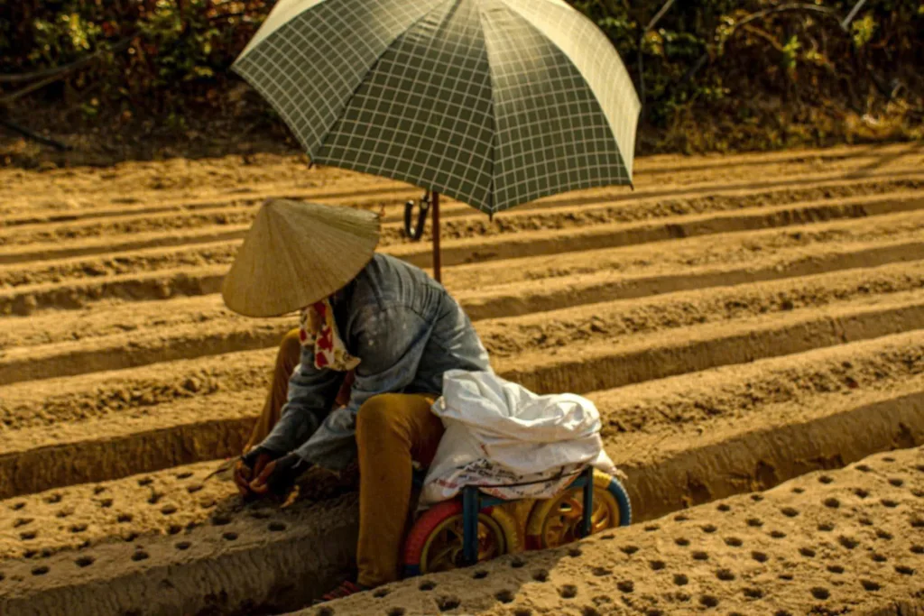 Những đôi tay thoăn thoắt gieo từng hạt đậu phộng