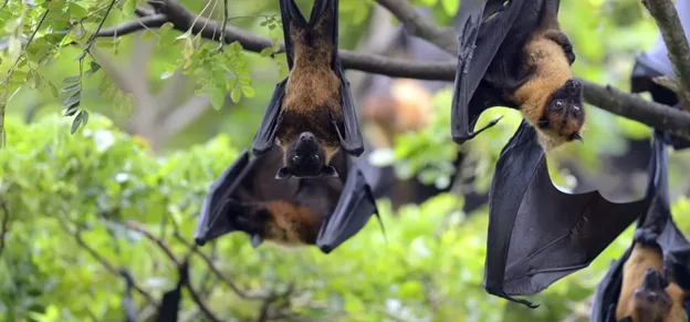 Dơi được xác định là vật chủ lây truyền vi rút Nipad (Ảnh theo WHO)